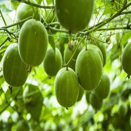 50pcs Green Monk Fruit Seeds