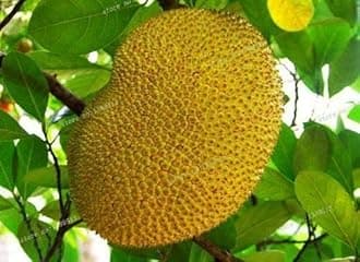 Portal Cool 10 Semi Mondi Fresh Jackfruit Artocarpus altilis l novità più Grande Trop