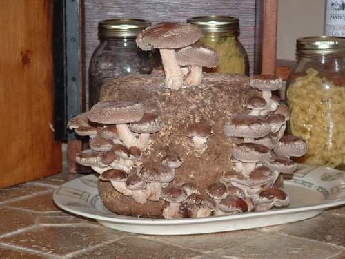 Shiitake Mushroom Growing Kit