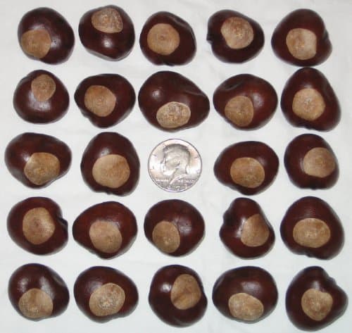 25 Fifty-Cent Piece Size Buckeye Nuts