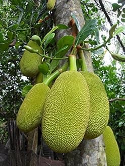 Artocarpus Heterophyllus JACKFRUIT Exotic World Largest Fruit 3 Seeds