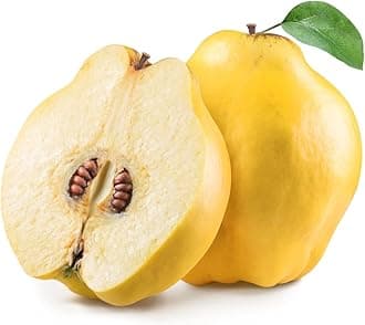 Quince x 10 pack
