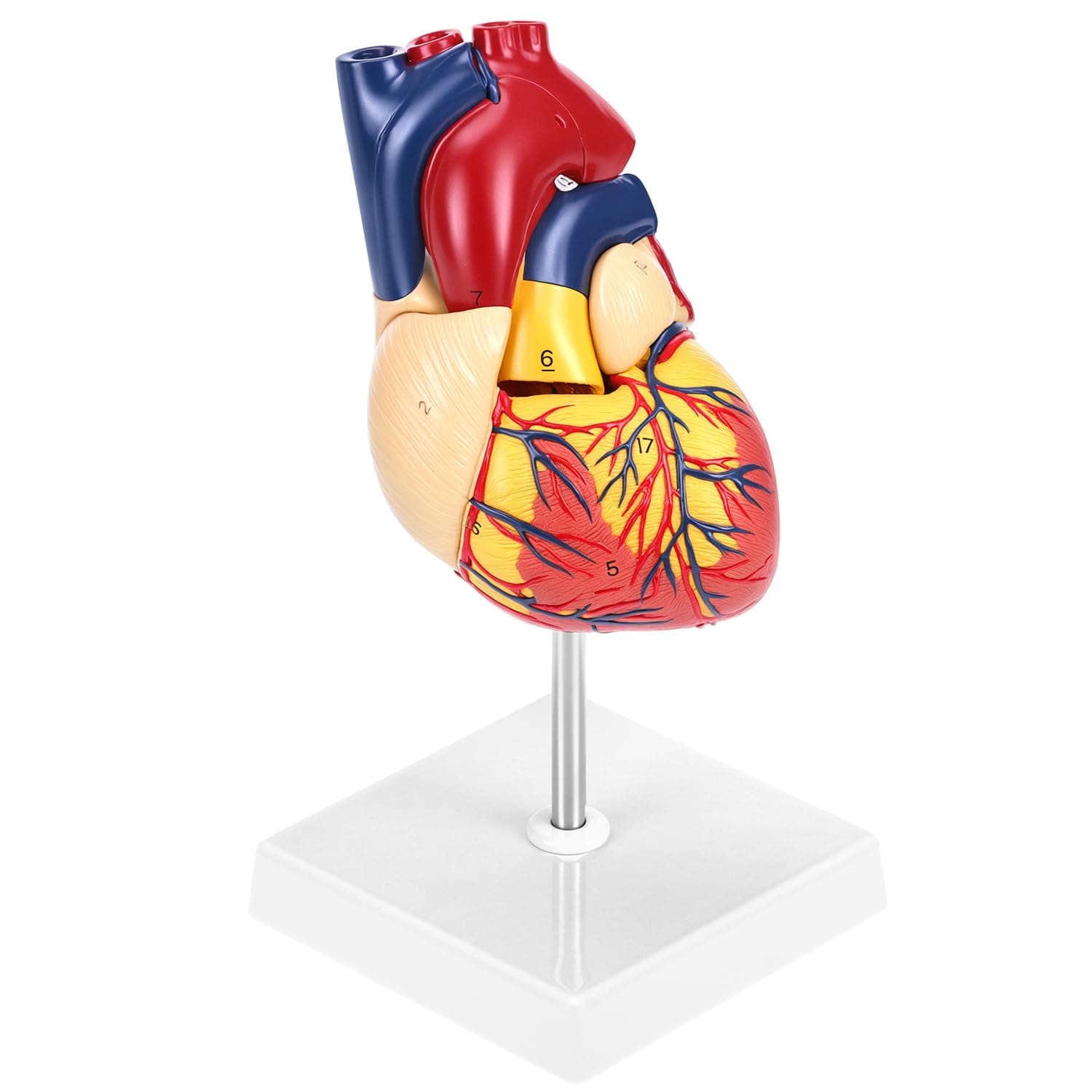 QWORK Human Heart Model, Anatomically Accurate Numbered 2-Part Life Size Heart Medical Model with 34 Anatomical Structures, Held Together with Magnets on Base