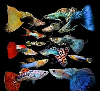 Swimming Creatures 6 Assorted Male Fancy Guppy Live Tropical Freshwater Aquarium Fish