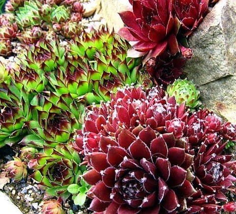 & Hens & Chicks 200 Seeds - Semperviven