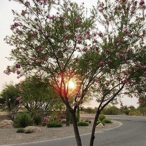Desert Willow Tree Seeds (Chilopsis linearis) 30+Seeds