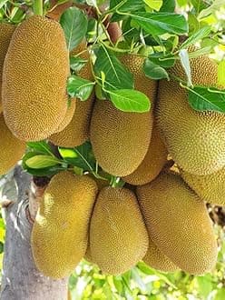 GreenWorld Special Sweet All Time Jackfruit Plant (GRAFTED) Healthy Thailand Variety,''Fruit After 1 Year''
