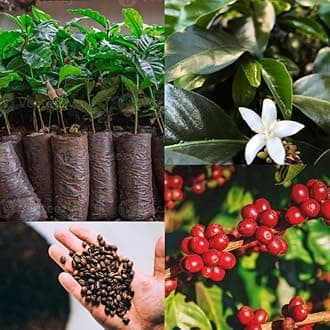 Natural Arabica coffee live plant for gardening (Pack of 1 Live plant)
