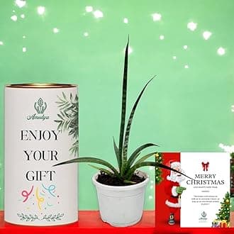 Amulya Farms Budget Christmas Gift Hamper | Christmas Micado in White Pot, Merry Christmas Card in Gift Packaging | Gift Set |