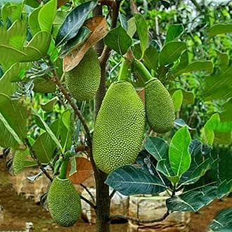 vietnam super early jackfruit plant hybrid 1 in Grow Bag_(JACKFRUIT-23