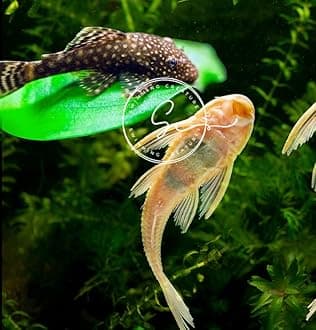 1 Snowflake Pleco & 1 Albino Pleco Shortfin, (Ancistrus dolichopterus 2-4cm) & (L144 Hypancistrus sp. 2-4cm) - Live Aquarium Fish