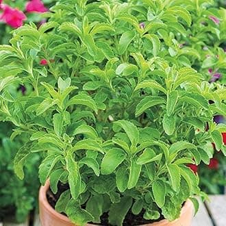 Healthy Vibe Herb Stevia Sweet Leaves Best For Sugar Medicinal Plant Stevia (Sugarfree) Plant,Candy leaf,Sweet Herb for Home Garden (Pack- Of 1)