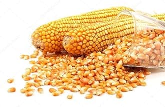 Diwali Sale Organic Selected Maize Grains | Corn | Makka | Makki Corn (500 g) Great Indian Festival