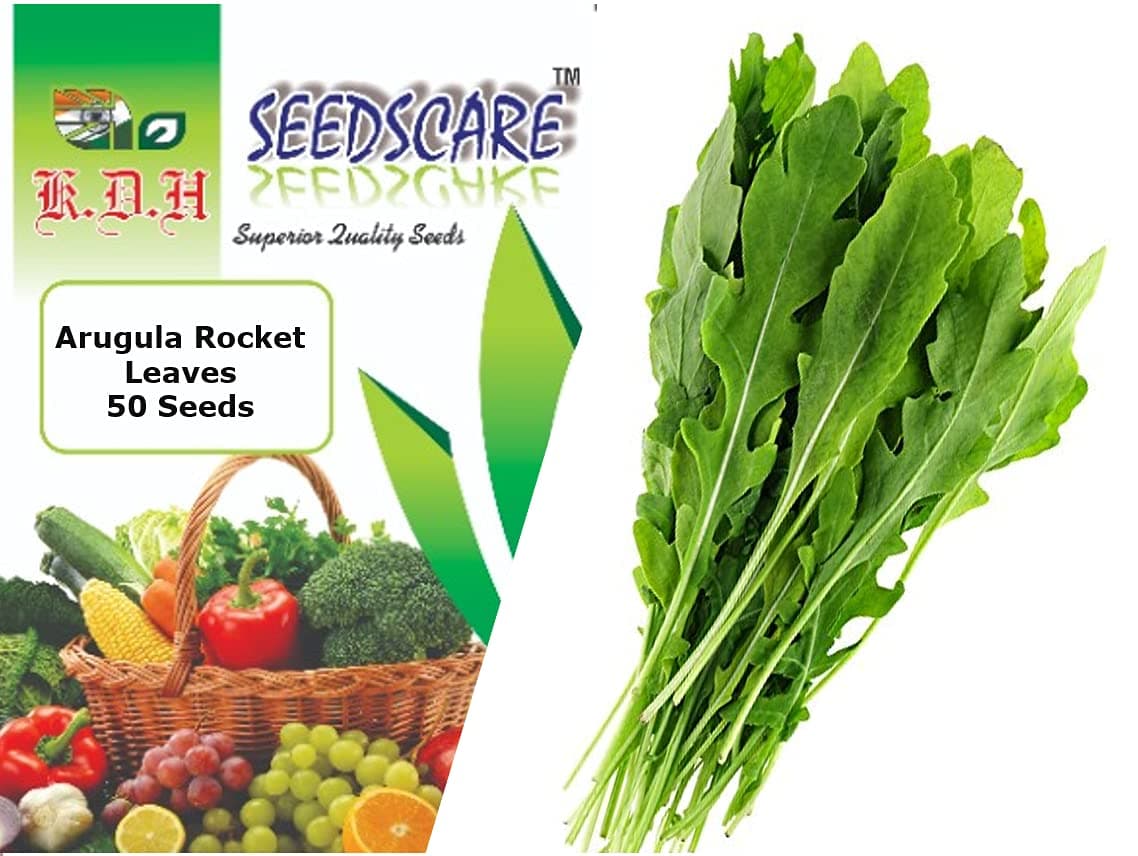 Arugula Rocket Leaves, 50 Seeds Pack by Seedscare