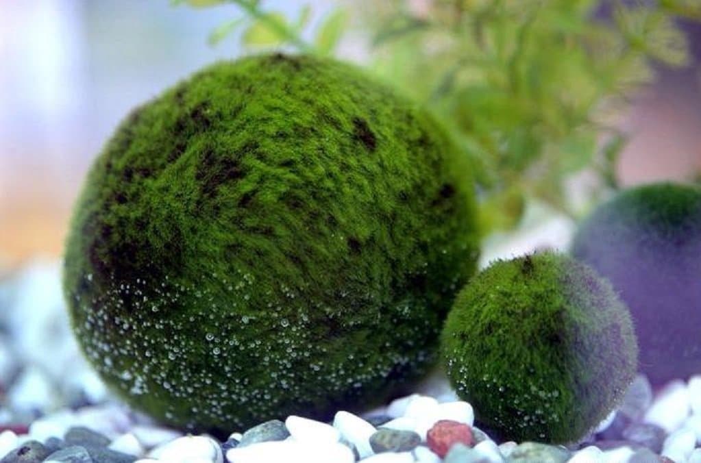 Luffy Marimo moss Balls - Healthy Fluffy Green Java Moss Balls Aquarium X 1