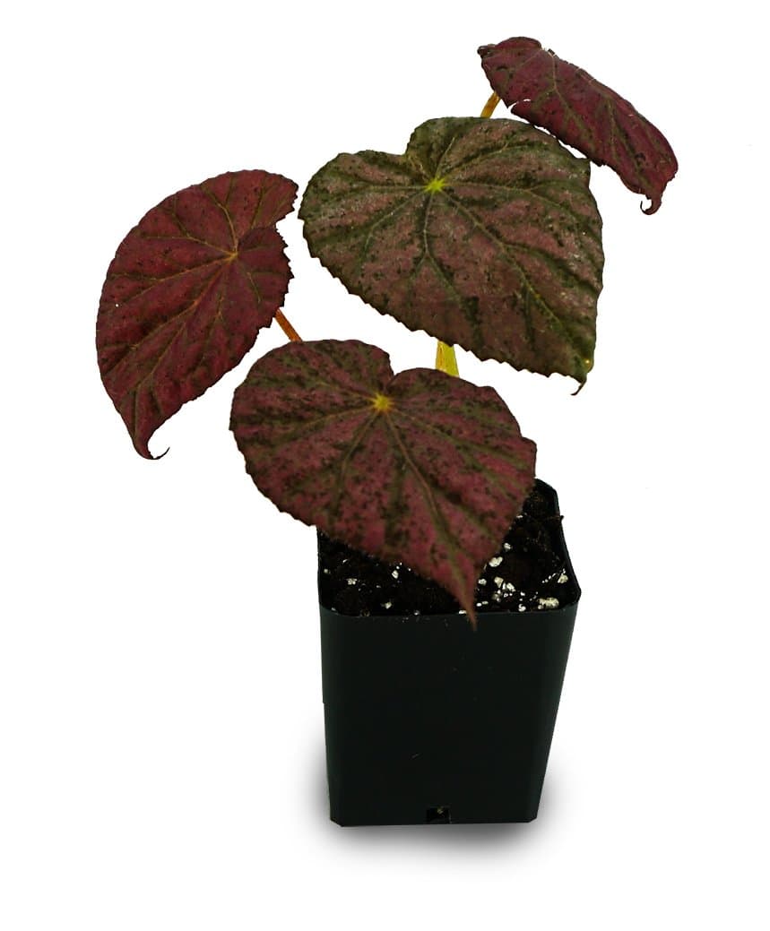 Begonia Harmony's 'Stormy Sunset' (formerly 'Passing Storm')