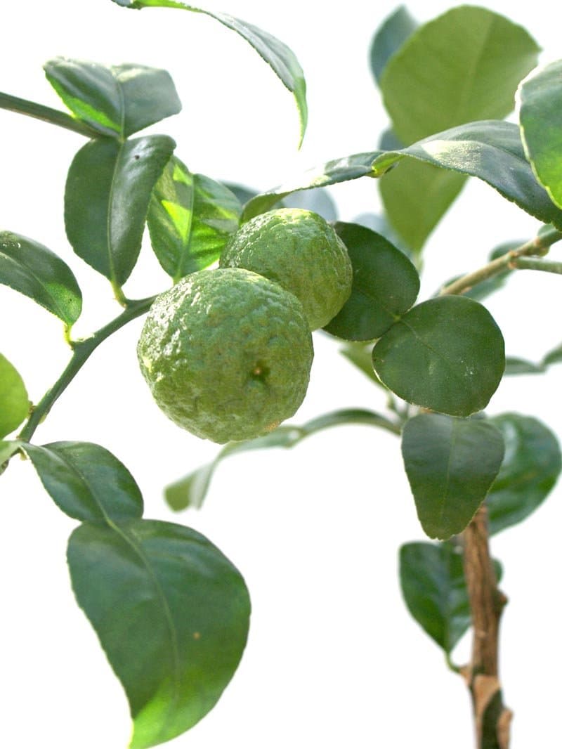 Lime Tree (Citrus hystrix) Kaffir Lime