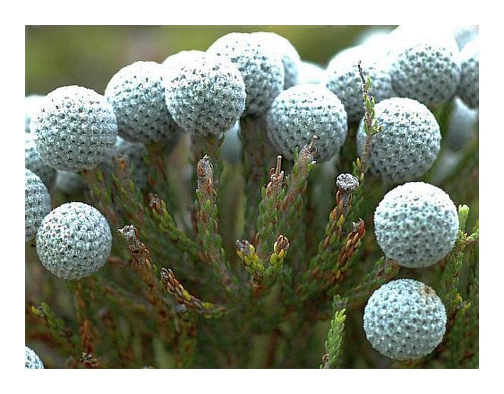 Brunia laevis - silver Brunia – 10 seeds