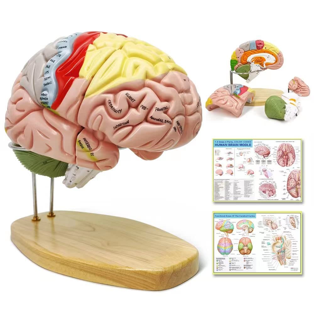Human Brain Model for Neuroscience Teaching with Labels 1.5 Times Life Size Anatomy Model for Learning Science Classroom Study Display Medical Model,9 Colors to Identify Brain Functions