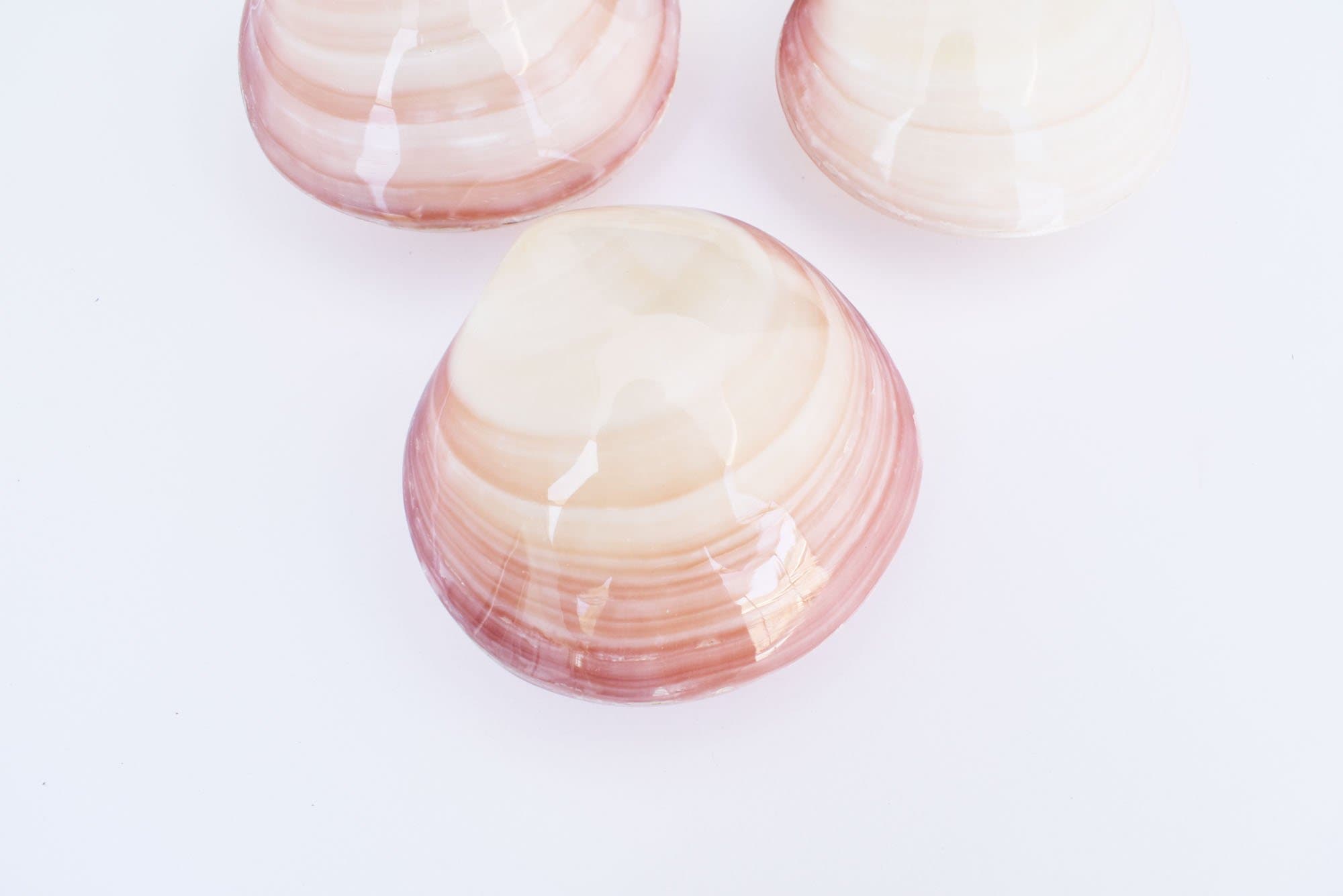 6 Polished Tiger Clam Pair Shells Seashell 3-4" (80-100mm) Coastal Crafts Decor