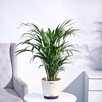 UGAOO Areca Palm Natural Live Indoor Plant with Pot - Large