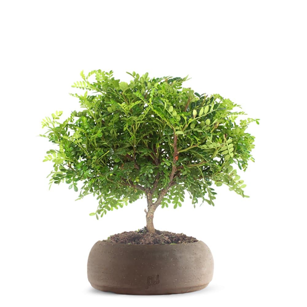 FLOB: Bonsai Tree Pepper with Pot handmade