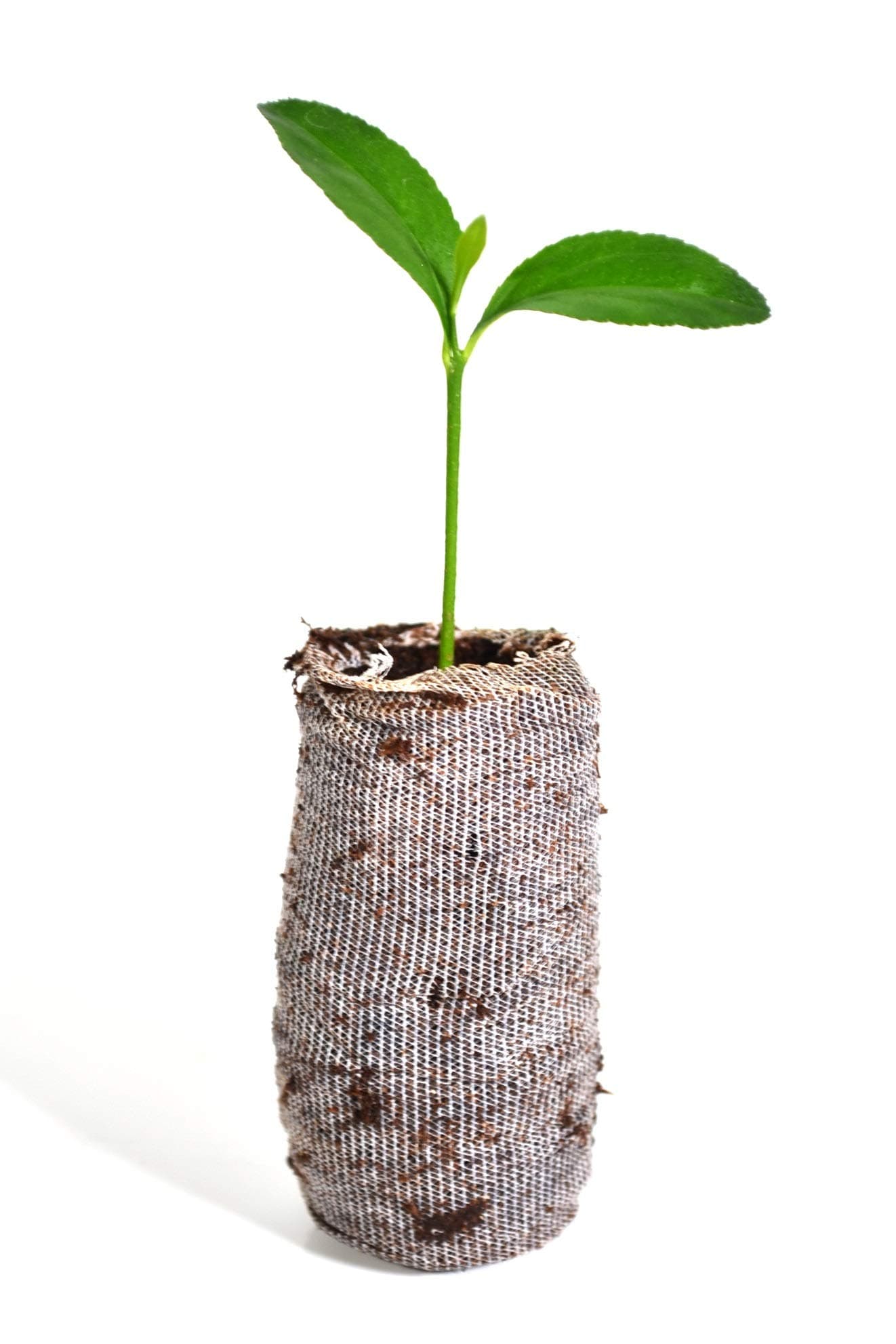 Calamondin Tree - × Citrofortunella microcarpa - Starter Plug (See State Restrictions)