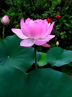 Rare All Season "Pink Cloud" Hybrid Lotus Live Plant Big Water Lily (TUBER Root) Orginal Variety Guarante Blooming With in 30 Days...