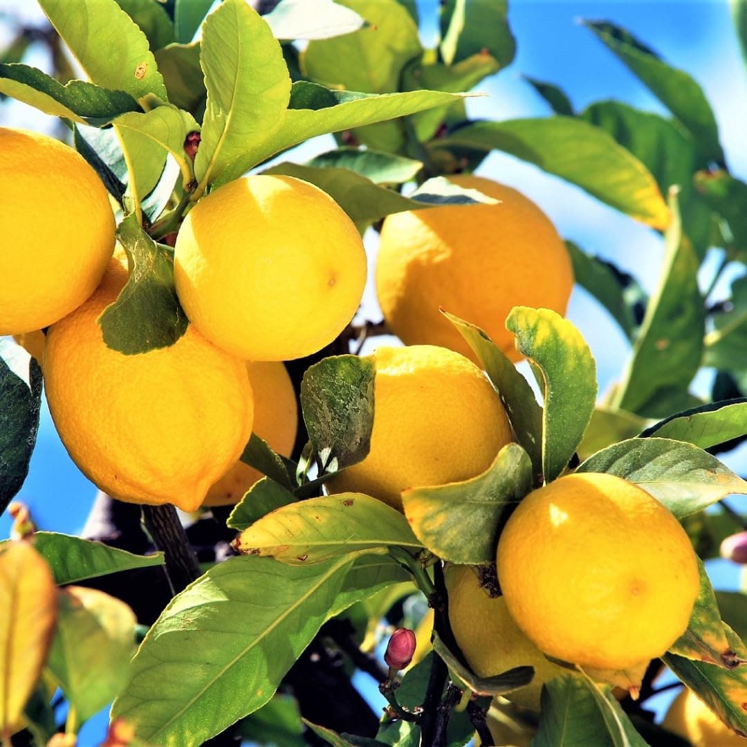 Meyer Lemon Tree Live Plant, Meyer Lemon Plant, Dwarf Meyer Tree, 1 to 2 Feet Tall, No Shipping to CA