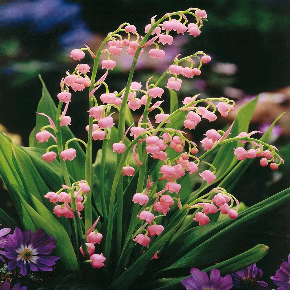 Convallaria majalis Pink - 5 plants