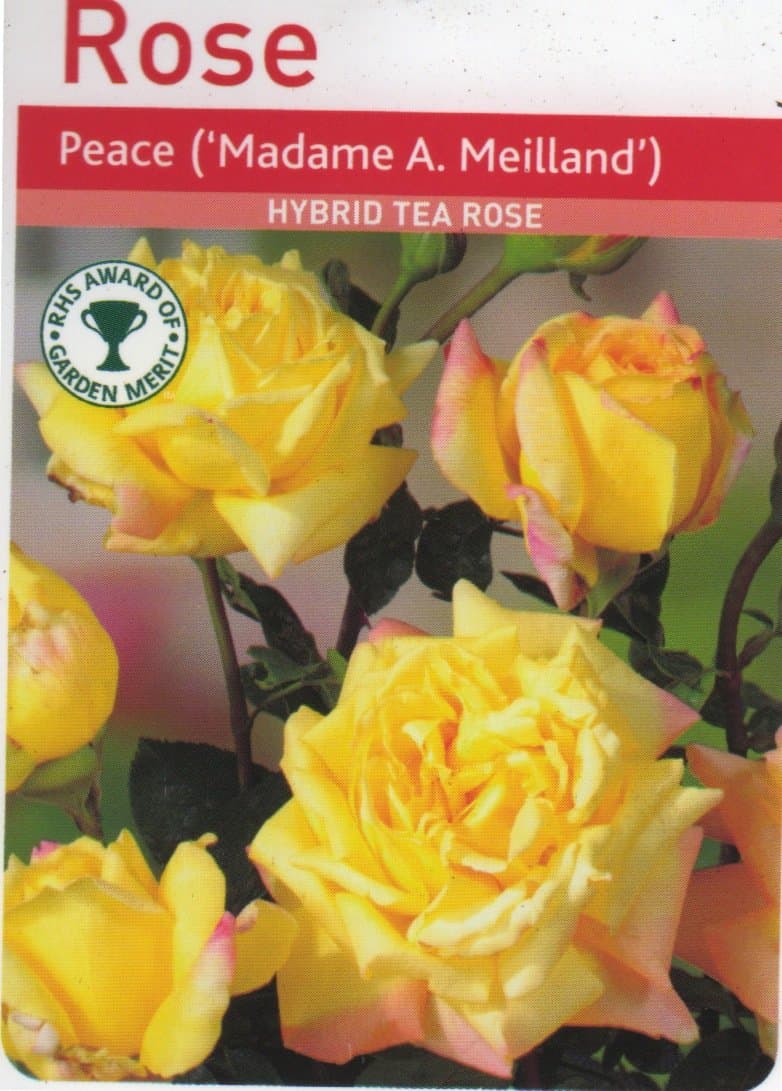 PEACE HYBRID TEA ROSE