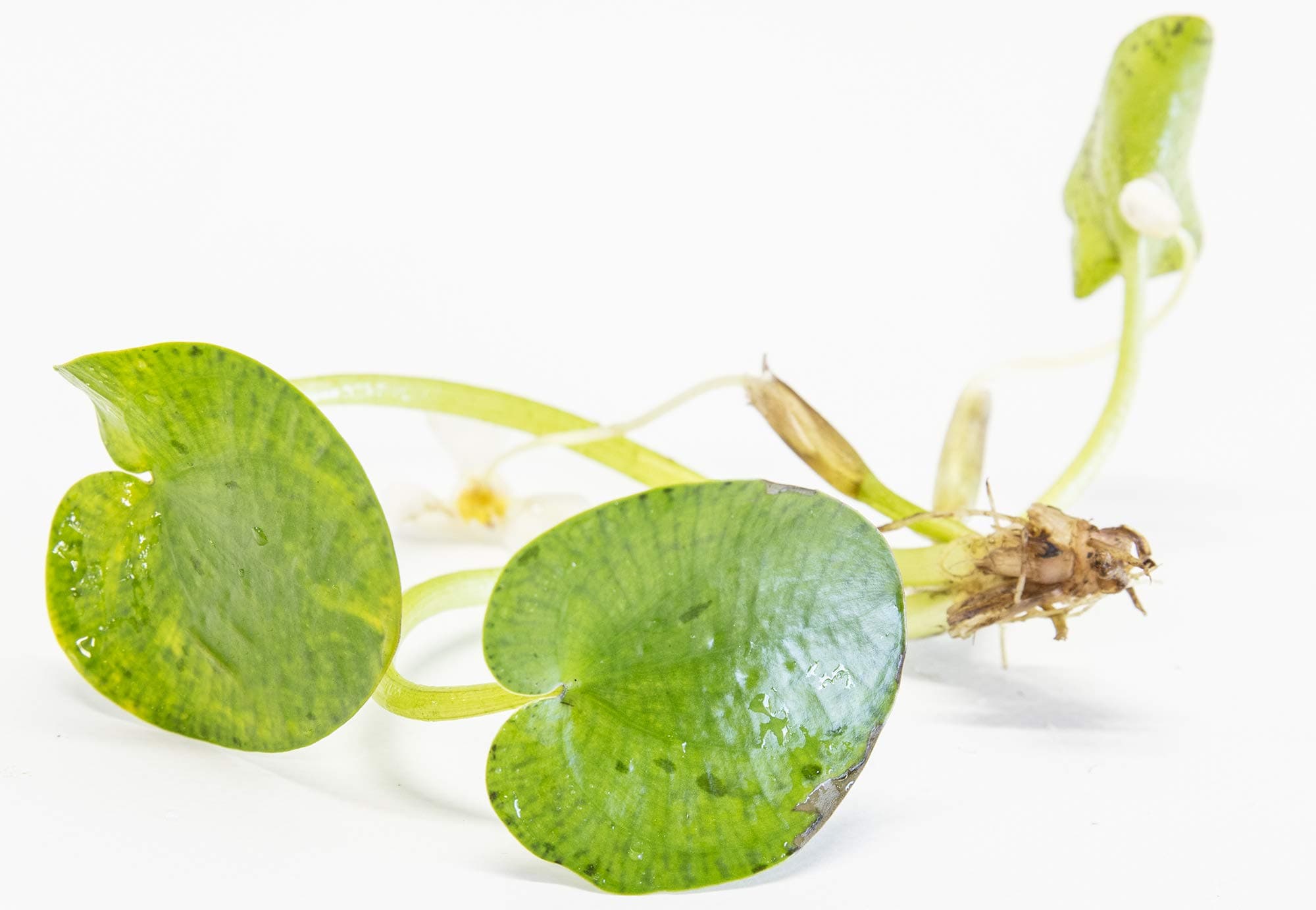 Amazon Frogbit 6 Medium Frogbit…