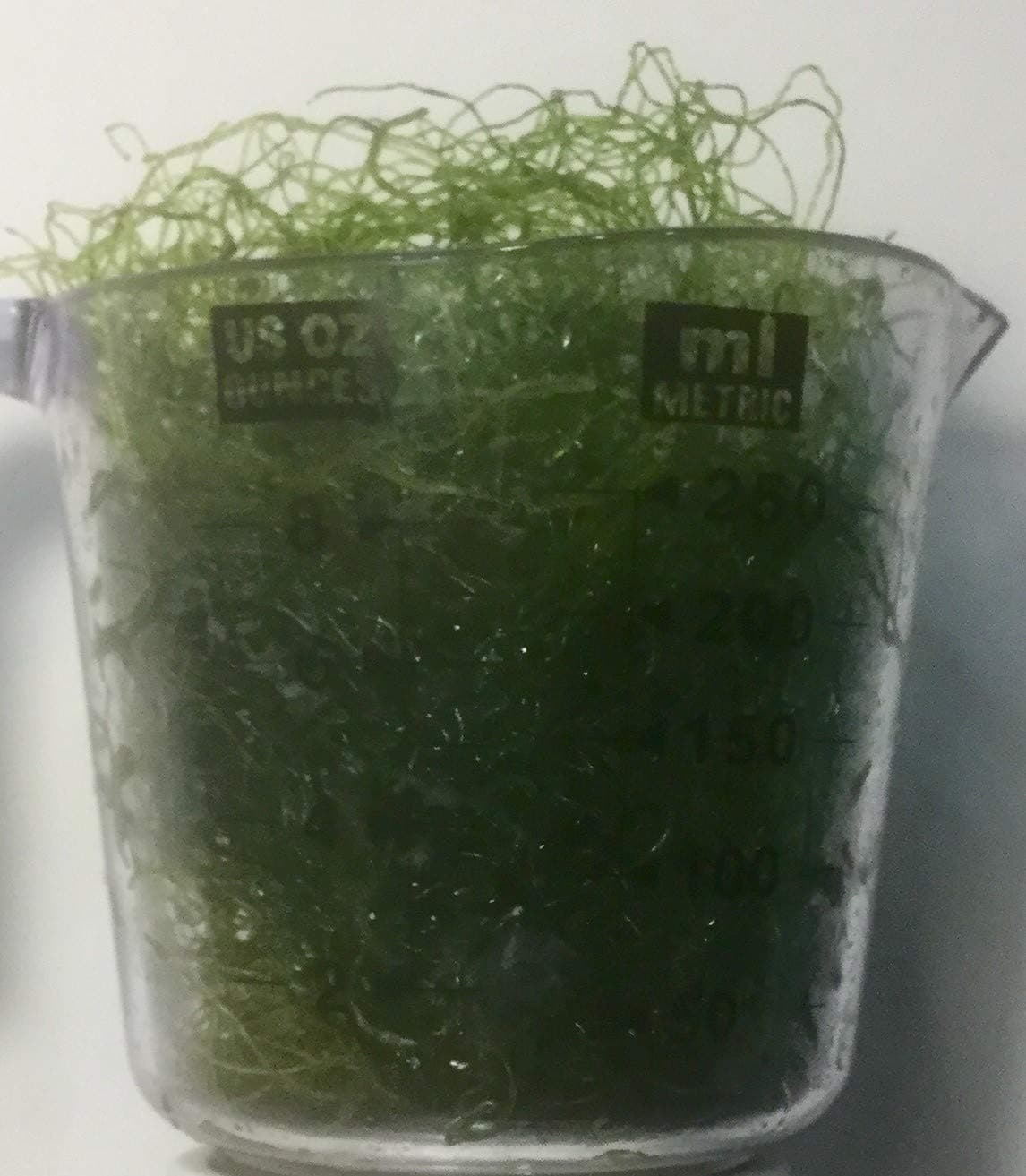 1 Cup Chaeto (Chaetomorpha) Macro Algae