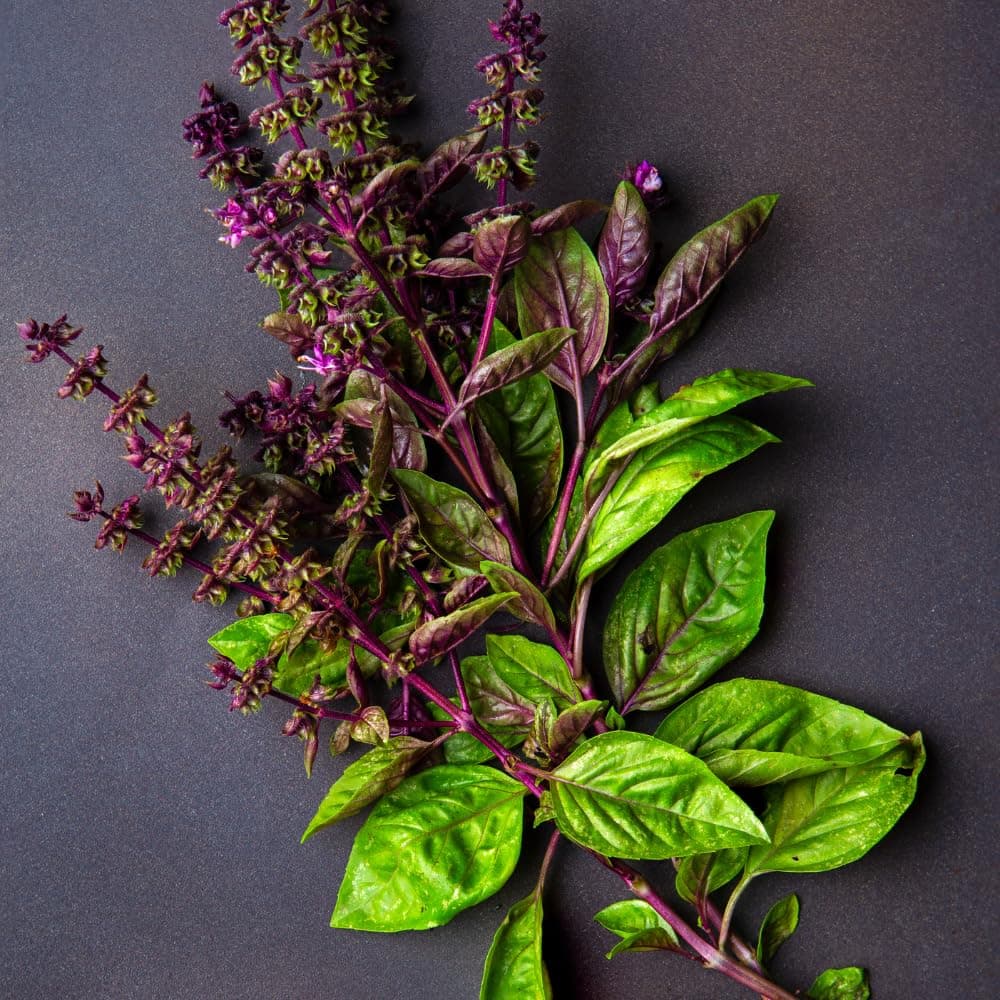 3000+ Premium Holy Basil Seeds – Fast Growing, High-Yield, & Authentic Flavor– Non-GMO Heirloom Seeds