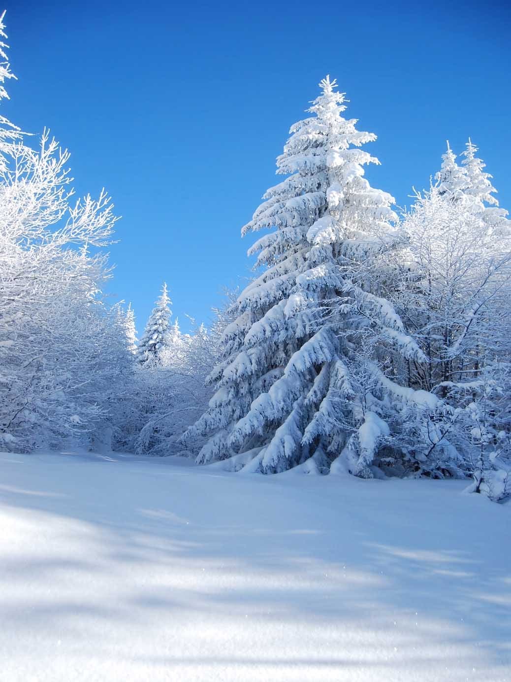 5 Ft6.5 Ft Beautiful Cold Snow Cedar in Sun Shine Winter Snow Scenic Backdrops Photography Background S-1887