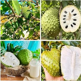 10+Seed Soursop Fruit Tree Seed for Planting Outdoor- Non-GMO Heirloom Fresh Tropical Fruit Plant in Your Containers Home Garden