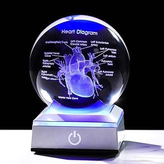 Ornalrist 3D Human Heart 3.15 in. Crystal Ball Gifts for Men Cousin, Glass Sphere Etched Anatomical Heart Model Keepsake for Surgeon Doctor cardiologist with LED Light Base