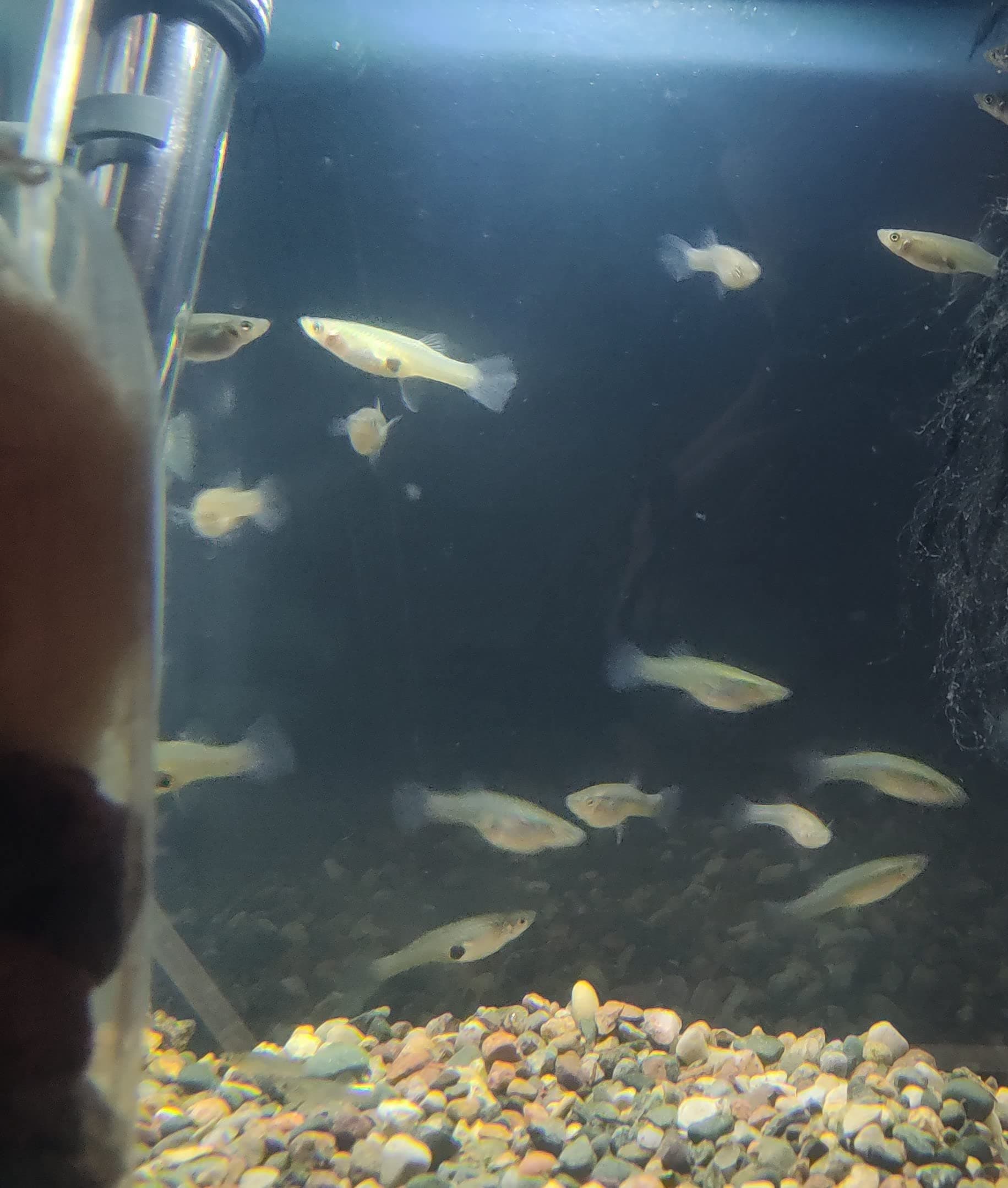 30 Live Mosquito Fish, Pond Fish