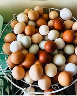 12+ Fertile Hatching Eggs Barnyard Mix-**Be Sure to Select More Buying Options as Seller if You Want The Breeds Listed!!**