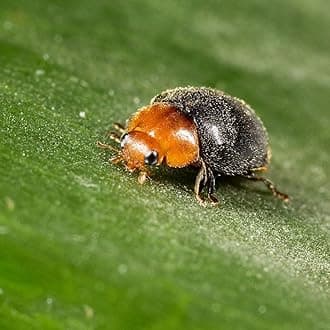 Dragonfli Mealybug Killer Predators - Cryptolaemus montrouzieri Adults Control Mealybug Indoors (10)