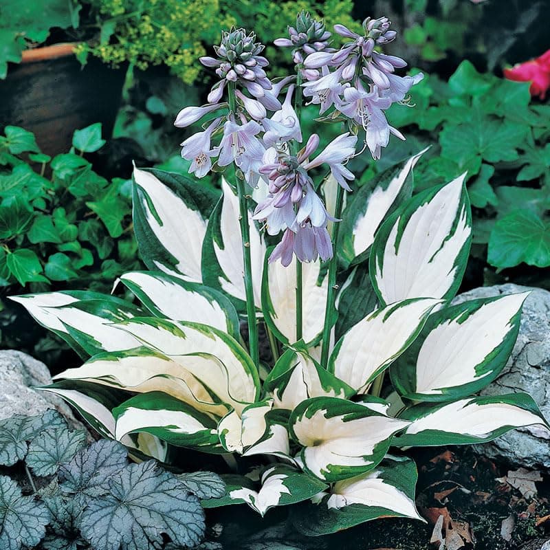 Fire and Ice Hosta Flower Root - Grows Great in Shade - Grows Well in Containers - Naturalizing - Perennializing - Easy to Grow Live Plants - Outdoor Garden
