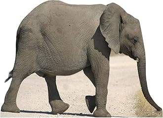 Cut Out of Baby Elephant