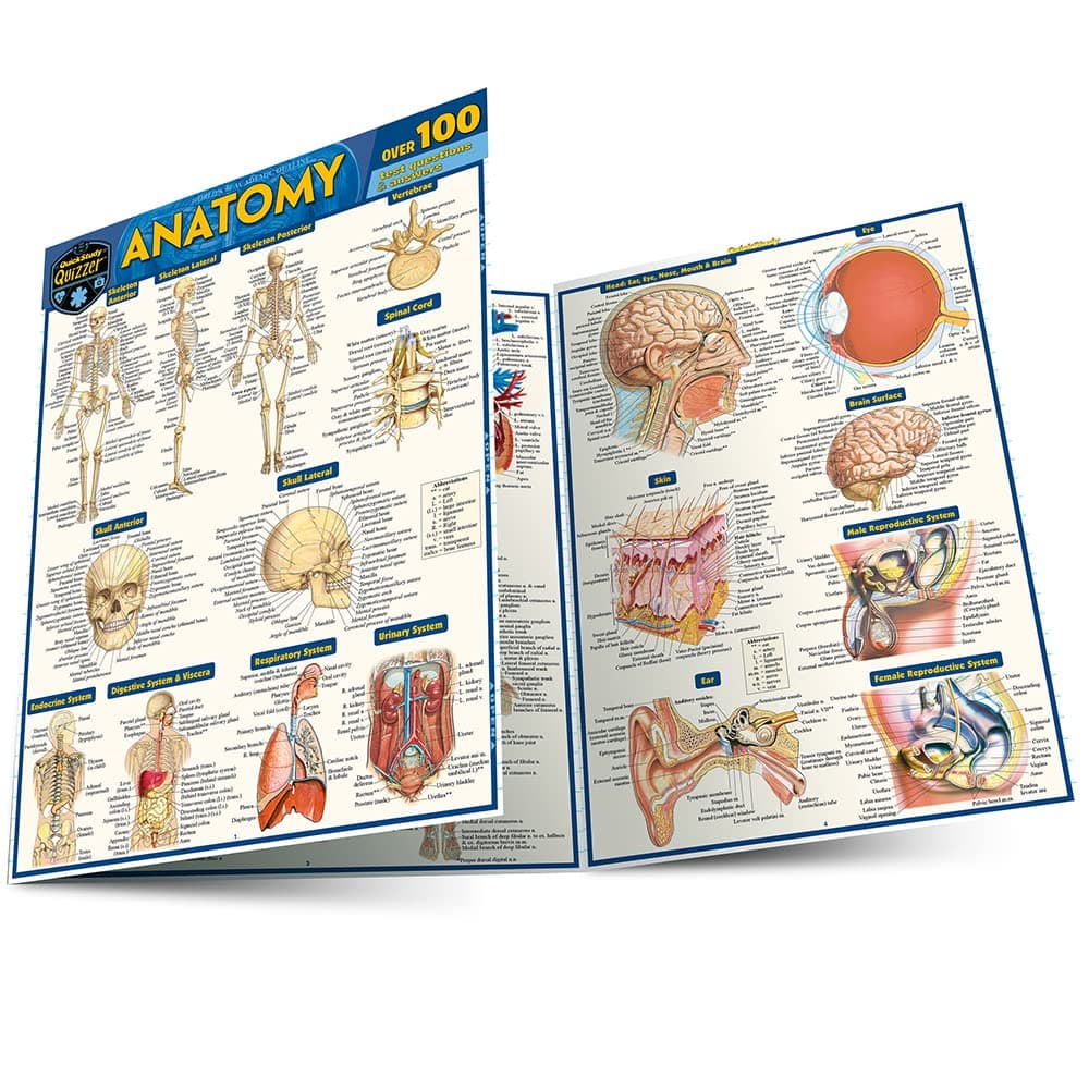 Anatomy Quizzer: A Quickstudy Laminated Reference Guide