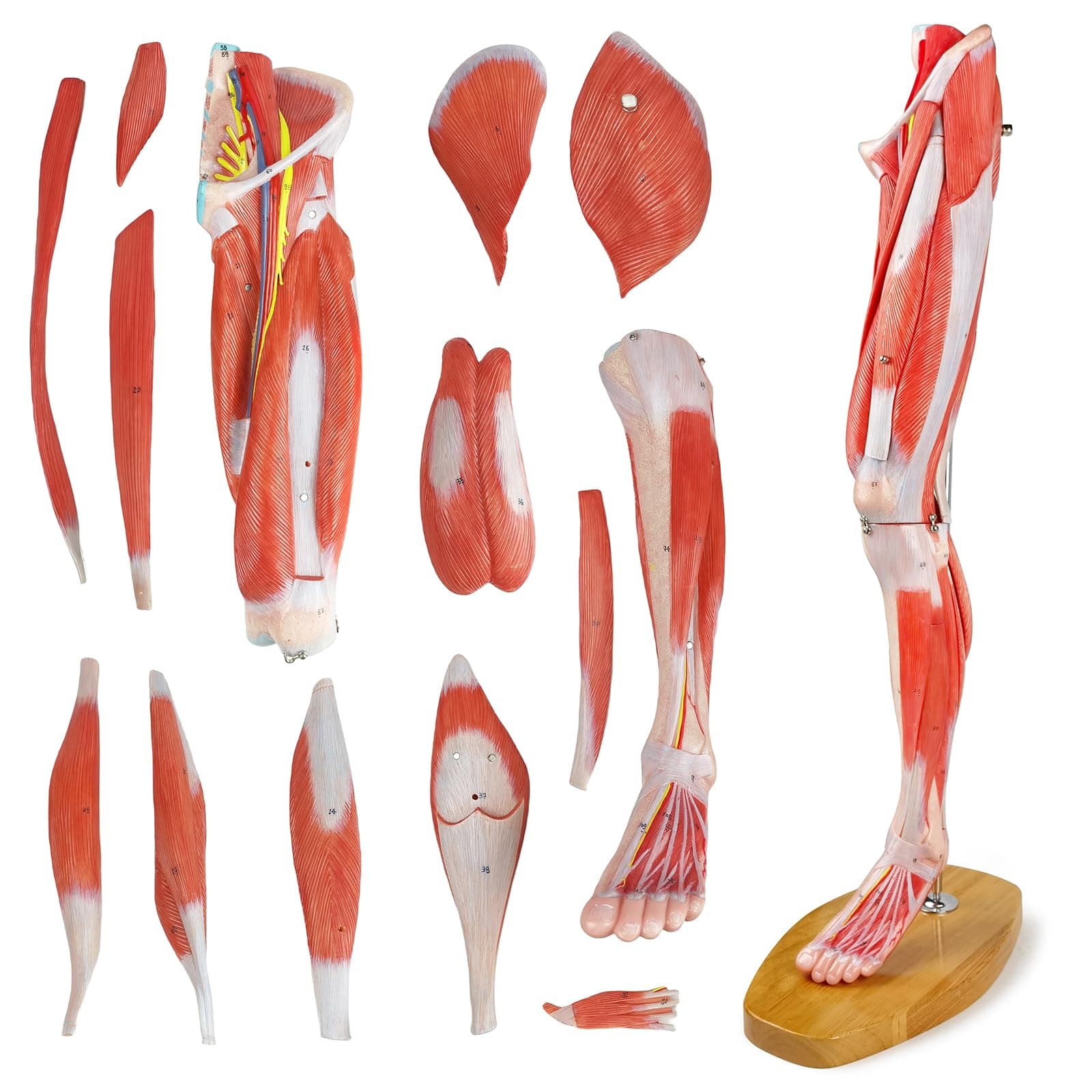 EVOTECH Mini Leg Musular Anatomical Model