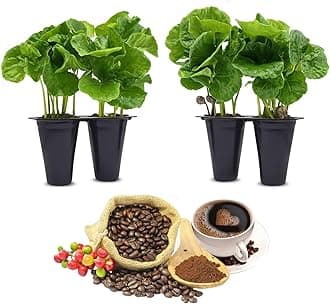 Coffee Plant "Arabica" Real Live Plant for Sale (8 Pack) | Coffee Lover's Dream | Easy to Grow Live for Planting | Grow Your Own Food on Your Edible Organic Garden |