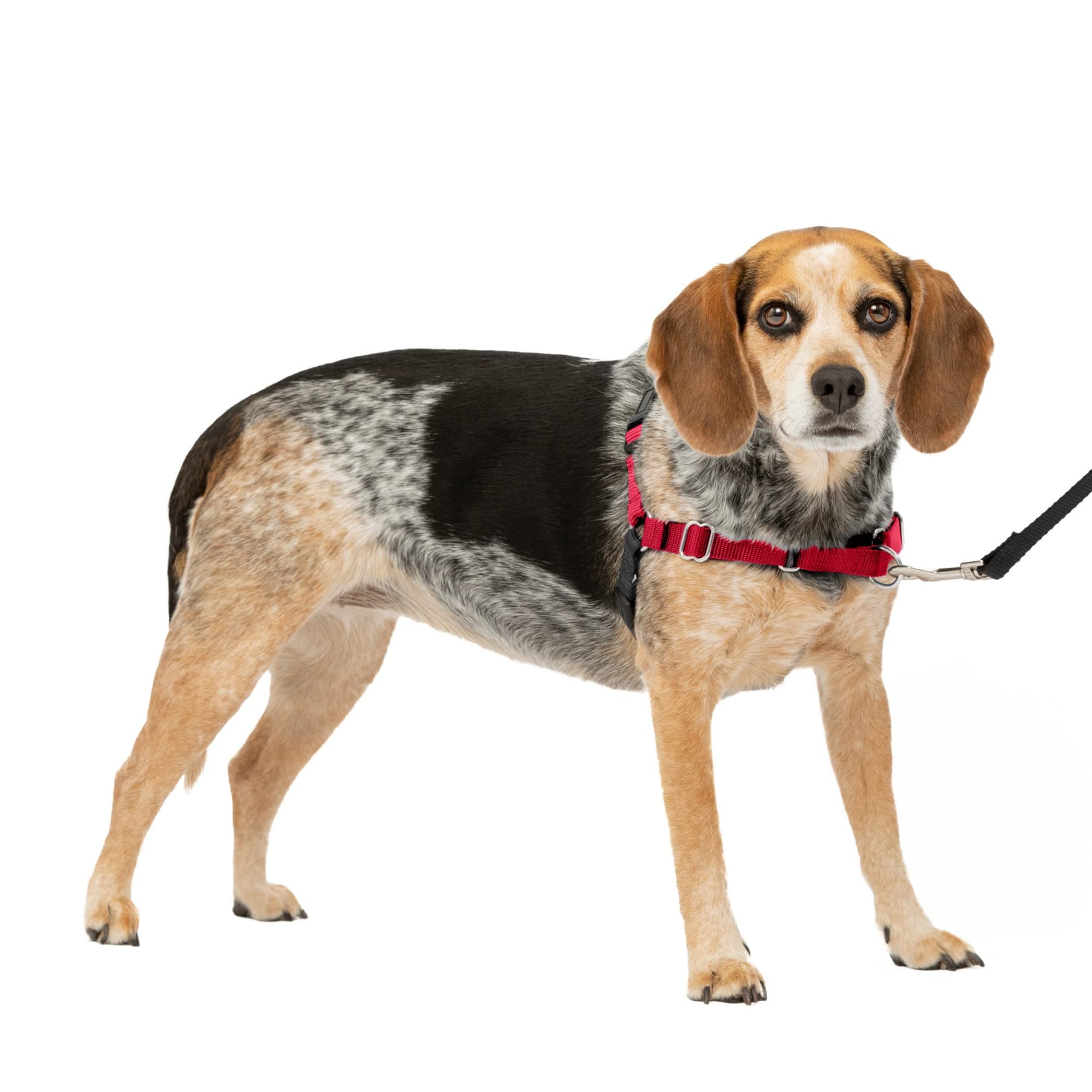 Easy Walk No-Pull Dog Harness - The Ultimate Harness to Help Stop Pulling - Take Control & Teach Better Leash Manners - Helps Prevent Pets Pulling on Walks, Small/Medium, Red/Black