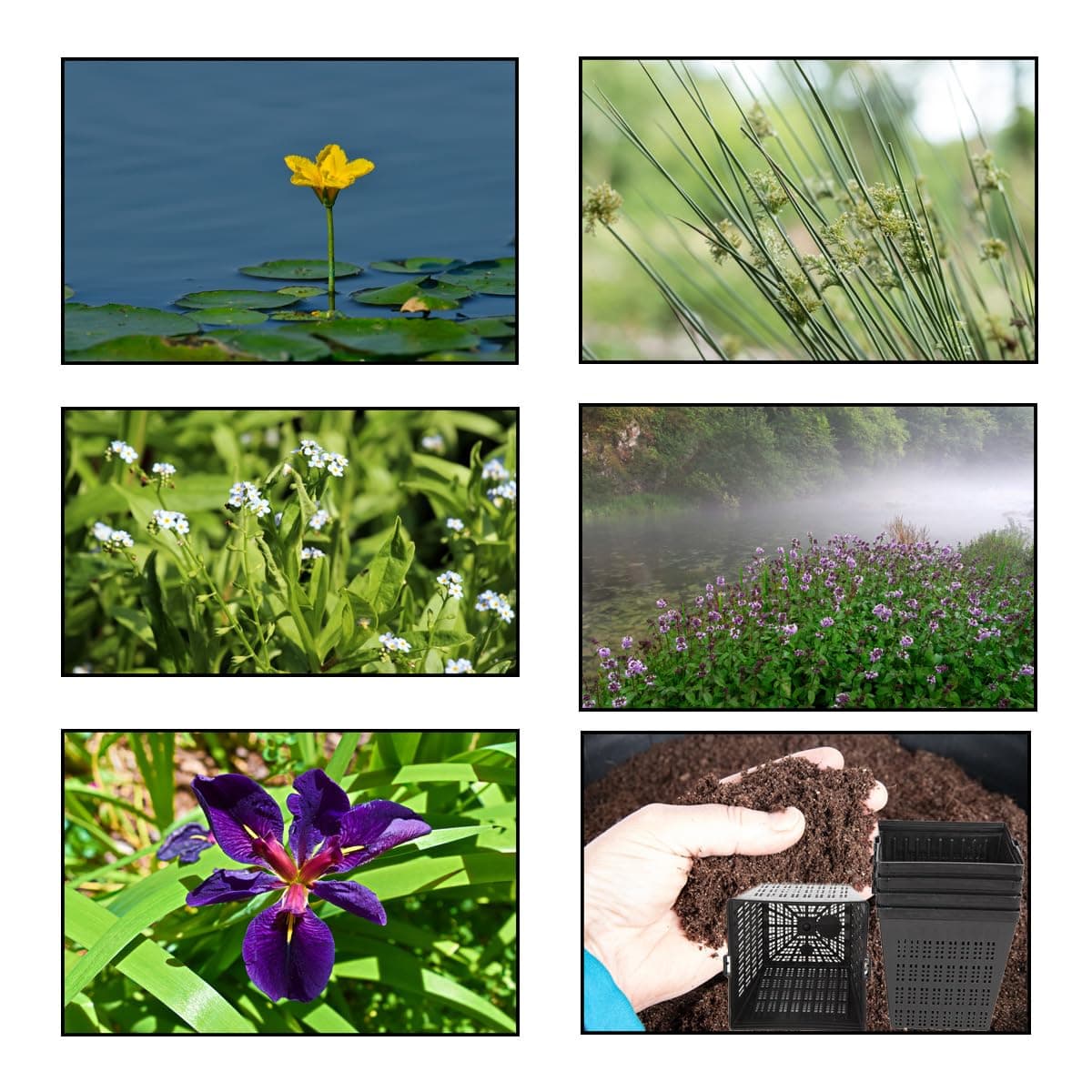 Lincolnshire Pond Plants Ltd - Pond Starter & Top up Pack - Oxygenating - Compost and Pots (XS)