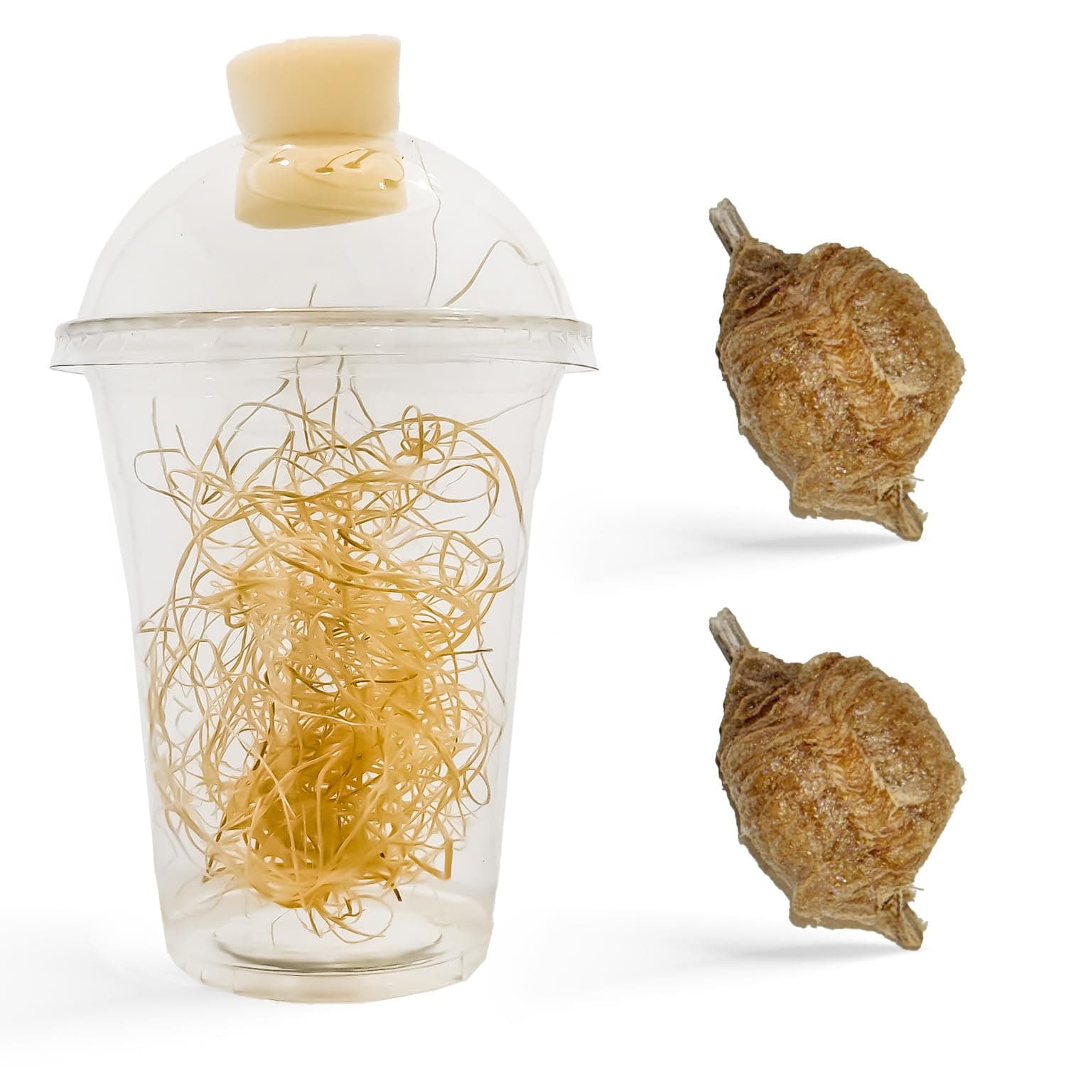 Praying Mantis Ootheca Egg Case with Hatching Habitat Cup (Two Egg Case) - Stem Education, Comes with a Transparent Habitat Cup, Egg Case Produces Approximately up to 400 Baby Nymphs (T Sinensis)
