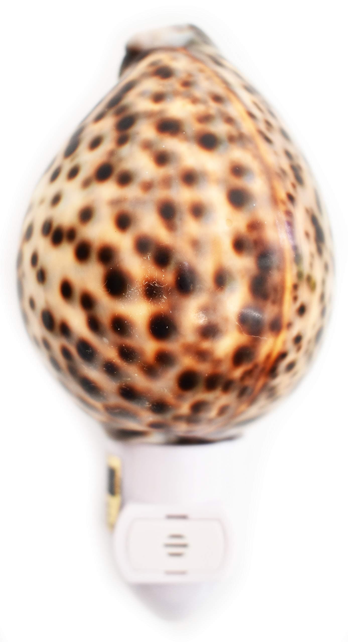 Real Seashell Night Light Tiger Cowrie Shell Decorative Beach Decor Nautical w. Automatic Light Sensor