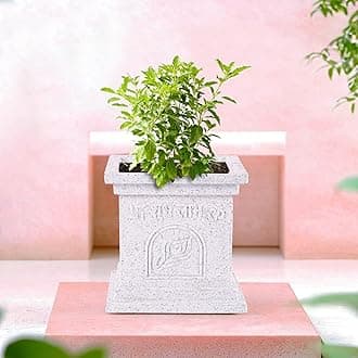 12 Inch Plastic Tulsi Mancha For Home | Tulsi Gamla/Planter Pot for Home Decor, Balcony & Garden | Marble Design-White
